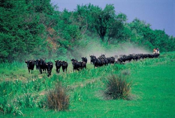Joli Mazet Provencal De Camargue Villa Arles Buitenkant foto