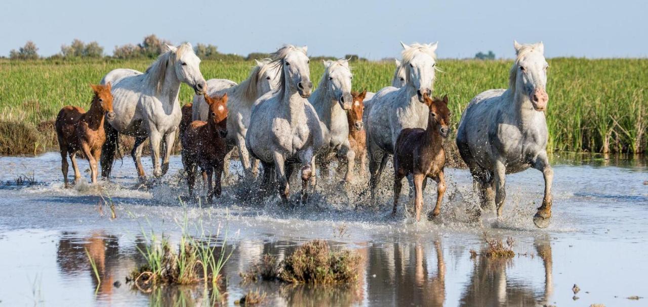 Joli Mazet Provencal De Camargue Villa Arles Buitenkant foto